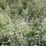 Galium elongatum Habit