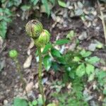 Cardiocrinum cordatum Bloem