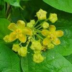 Cynanchum insipidum Flower