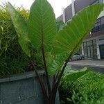 Colocasia esculentaFolha