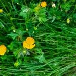 Ranunculus macrophyllusFlower