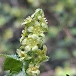 Ribes alpinum പുഷ്പം