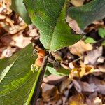 Triosteum perfoliatum Fruit