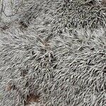 Deuterocohnia brevifolia Habit