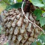 Annona crassiflora Плод