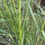 Bromus ramosus बार्क (छाल)