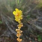 Verbascum sinaiticum Квітка