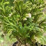 Selaginella kraussiana Leaf