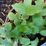 Astrantia maxima Leaf