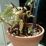 Begonia maculata Лист