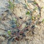 Polygonum arenastrum عادت داشتن