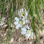 Achillea barrelieri Λουλούδι