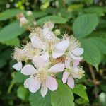Rubus pruinosus Blomst
