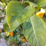 Crossandra infundibuliformis Leaf