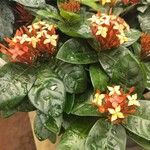 Ixora chinensisBlomst