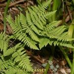 Gymnocarpium robertianum Hoja