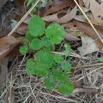 Scutellaria ovata Leaf