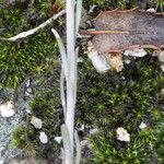 Sesamoides purpurascens 葉