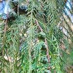 Cupressus pendula 果実