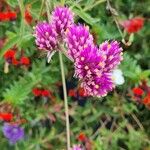 Gomphrena globosa Blüte