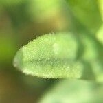 Scutellaria minor পাতা