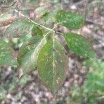 Euonymus atropurpureus Foglia