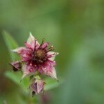 Comarum palustre Fleur