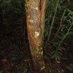 Ardisia fimbrillifera Habit