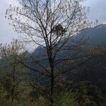 Populus ciliata Habit