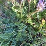 Astragalus leontinus Leaf