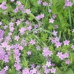 Geranium asphodeloides 花