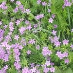 Geranium asphodeloides Flower