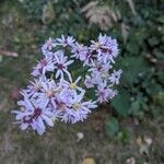 Symphyotrichum cordifolium Blomst
