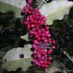 Amborella trichopoda Fruit