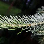 Abies lasiocarpa Foglia