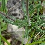 Biscutella laevigata Feuille