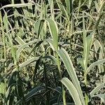 Arundo donax 葉