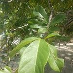 Lonchocarpus punctatus برگ