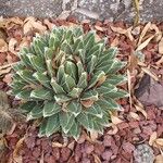 Agave victoriae-reginae Leaf