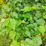 Alangium chinense Blad