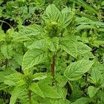 Amaranthus retroflexus Habitus