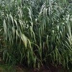 Arundo donax 葉