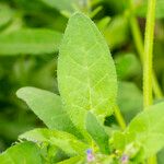 Asperugo procumbens Folha