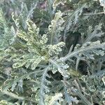 Argyranthemum tenerifae Yaprak