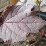 Hibiscus acetosella Leaf