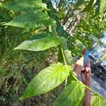 Ailanthus altissima Blatt