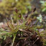 Juncus duthiei Habitat