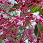 Fuchsia arborescens फूल