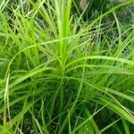 Carex muskingumensis ഇല