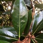 Magnolia grandiflora Blatt